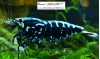 1 Adet Black Galaxy Fishbone SSS Grade (Gfb) Karides Caridina Shrimp