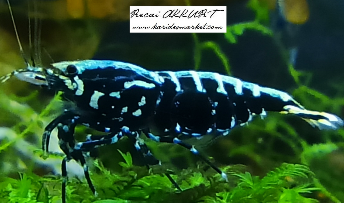 1 Adet Black Galaxy Fishbone SSS Grade (Gfb) Karides Caridina Shrimp