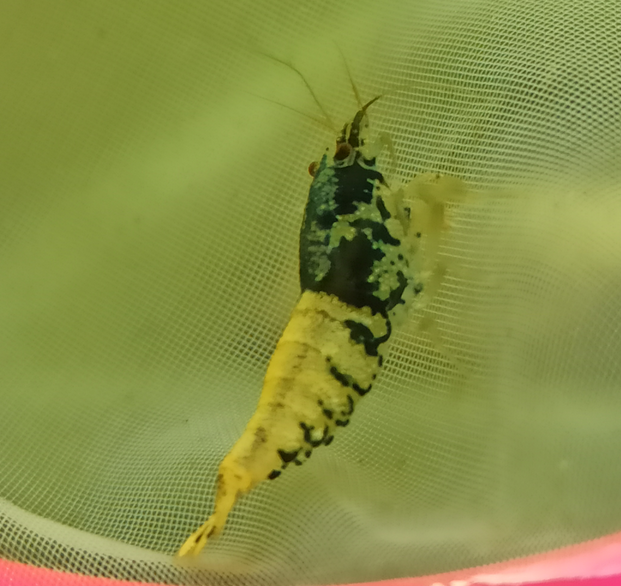 1 Adet Crazy Blue Karides Caridina Shrimp