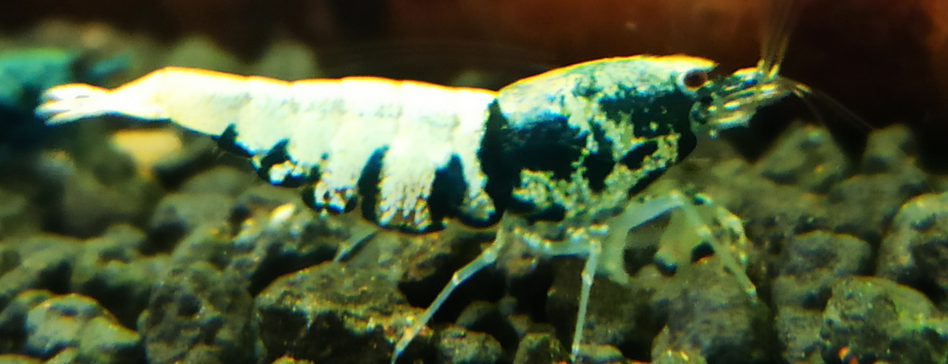 1 Adet Crazy Blue Karides Caridina Shrimp