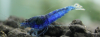 1 Adet Crazy Blue Karides Caridina Shrimp