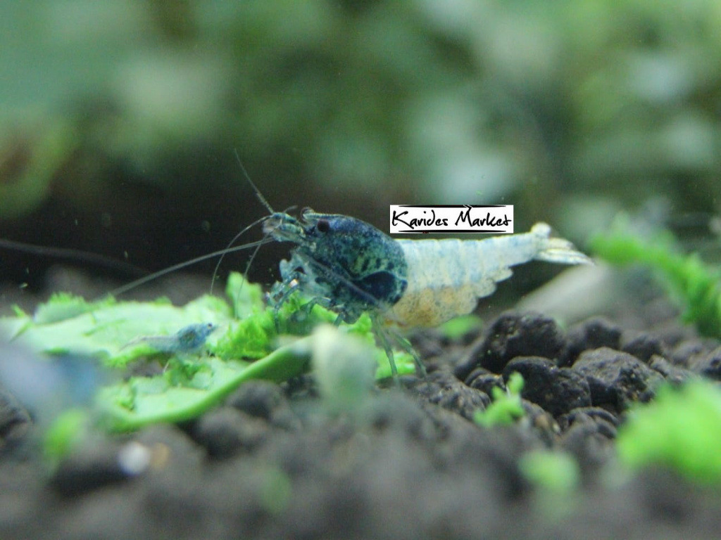 5 Adet Steel Blue Karides Caridina Shrimp 