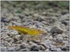 1 Adet Tangerine Tiger Karides Caridina Serrata Shrimp