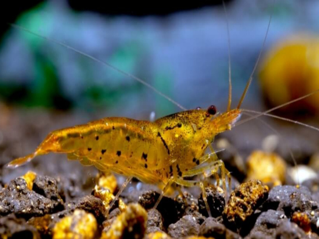 5 Adet Tangerine Tiger Karides Caridina Serrata Shrimp