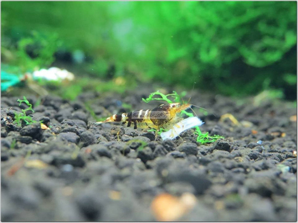 1 Adet Tibee Karides Caridina Shrimp