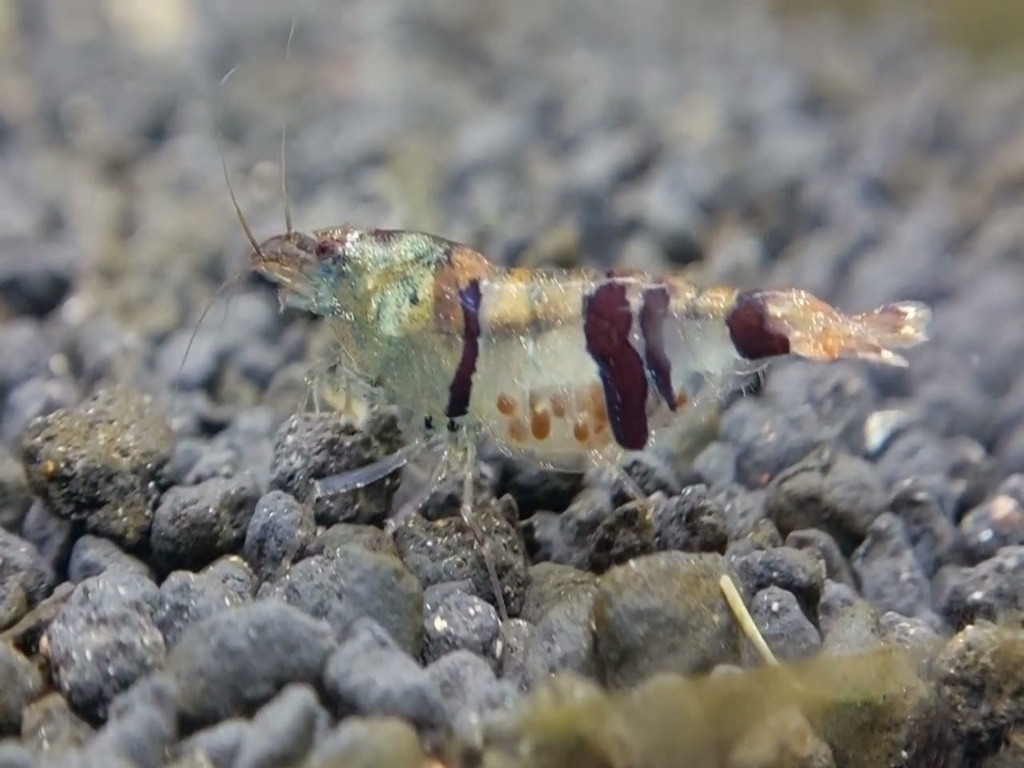 5 Adet Trifasciata Karides Nadir Tür Caridina Cf. Cantonensis Var Shrimp 