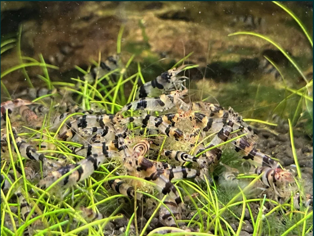 5 Adet Trifasciata Karides Nadir Tür Caridina Cf. Cantonensis Var Shrimp 