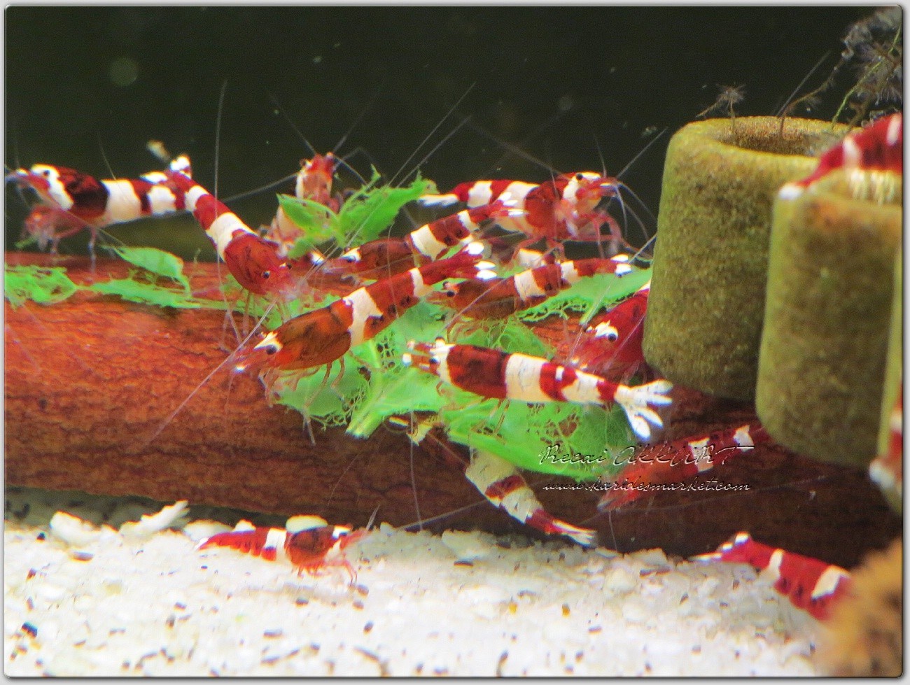 1 Adet Taiwan Bee Wine Red Kırmızı Karides Caridina Shrimp