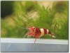 1 Adet Taiwan Bee Wine Red Kırmızı Karides Caridina Shrimp