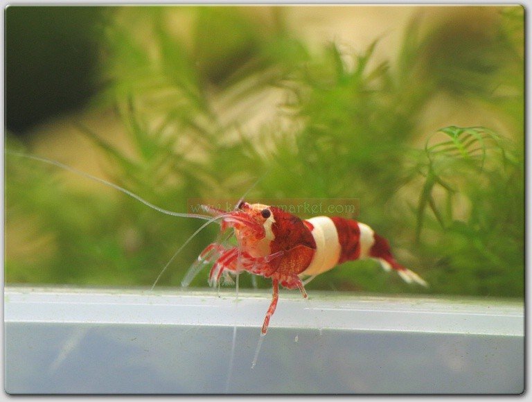 1 Adet Taiwan Bee Wine Red Kırmızı Karides Caridina Shrimp