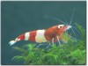 1 Adet Taiwan Bee Wine Red Kırmızı Karides Caridina Shrimp