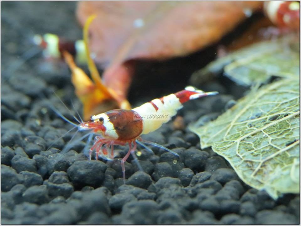 1 Adet Taiwan Bee Wine Red Hinamoru Karides Caridina Shrimp