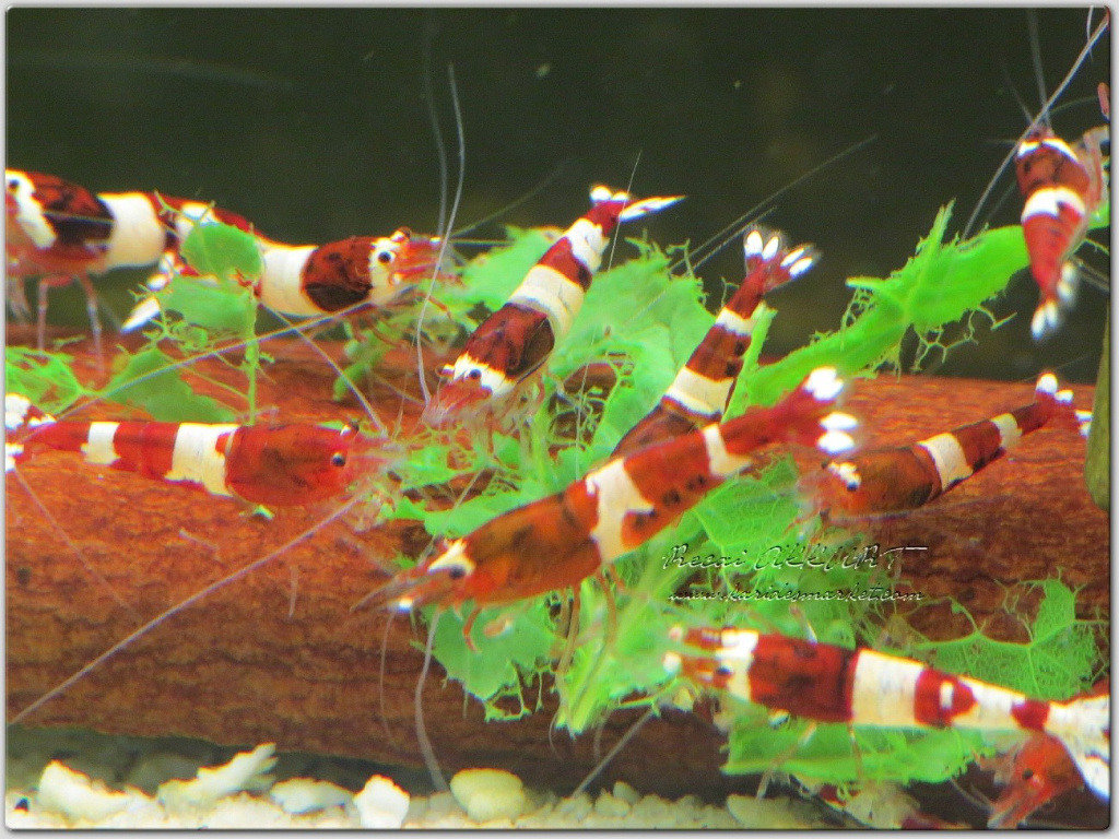 15 Adet Karışık Taiwan Bee Karides Caridina Shrimp Karması