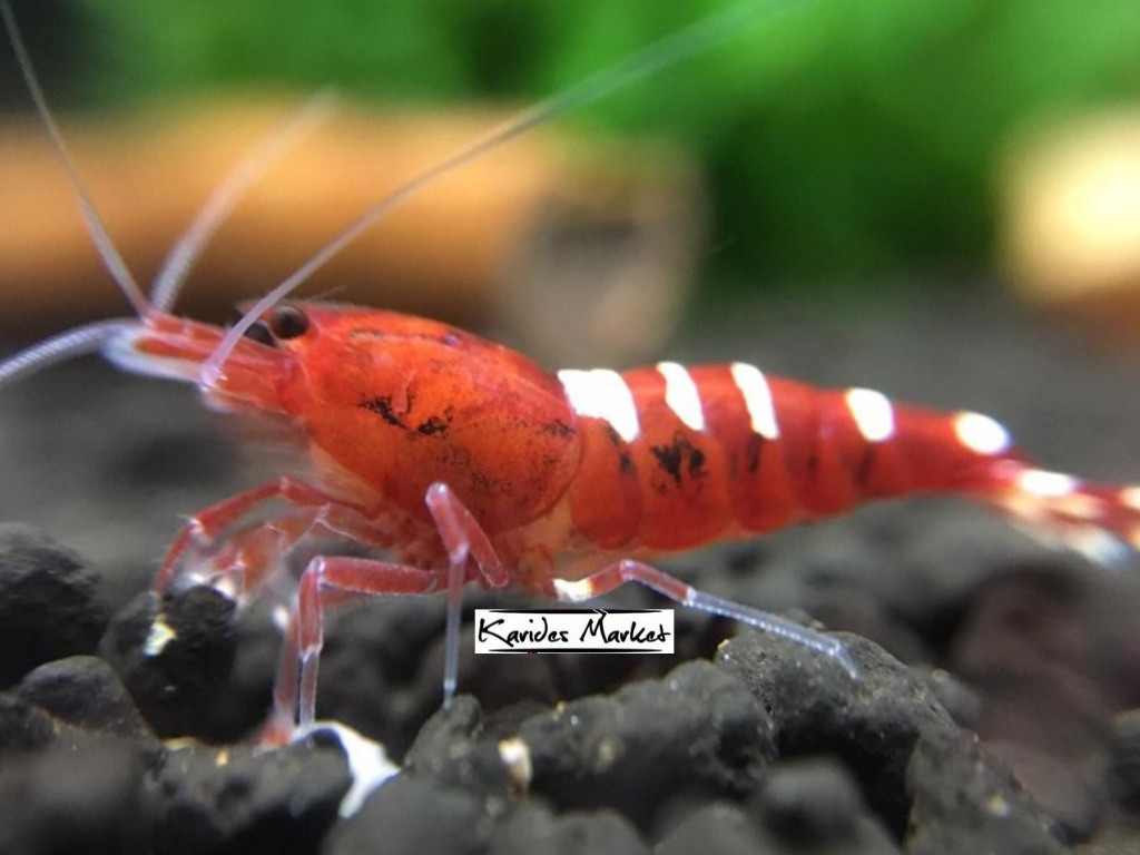 10 Adet Karma Pinto Red Kırmızı Belly - Zebra - Spotted Karides Caridina Shrimp