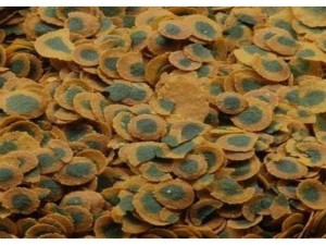 Tetra Pro Algae Multi Crisps 50 Gram Yem Kovadan Bölme Açık Poşette Spirulina Katkılı