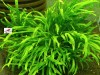 Microsorum Pteropus Trident Fern 4-6 Yaprak Canlı Bitki