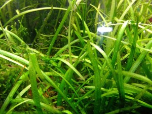 Sagittaria Subulata Mini Canlı Bitki 1 Adet Köklü 