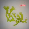 3x3 Cm Pellia Moss Pelia Tele Yeni SARIM