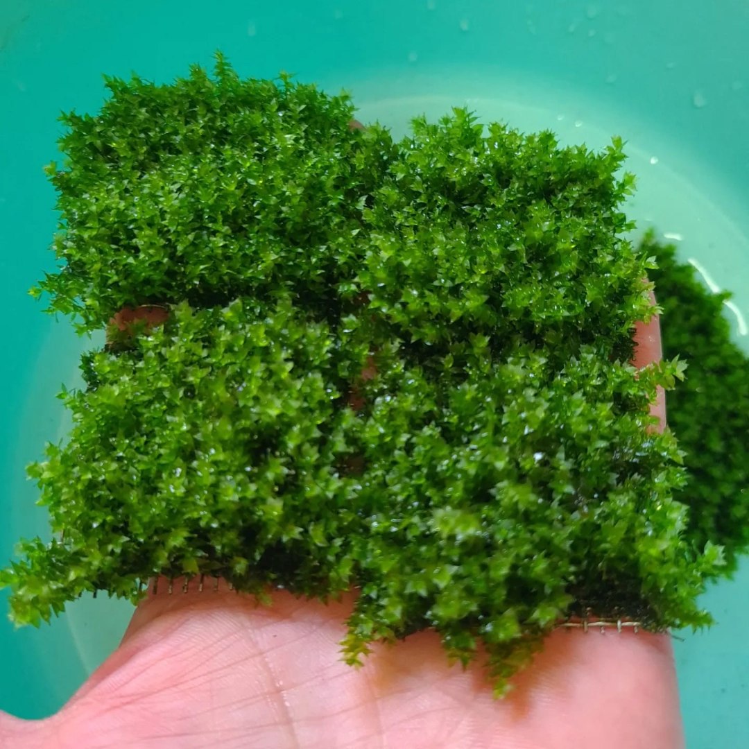 3x3 Cm Distichophyllum Maibarae Moss Tele Yeni SARIM