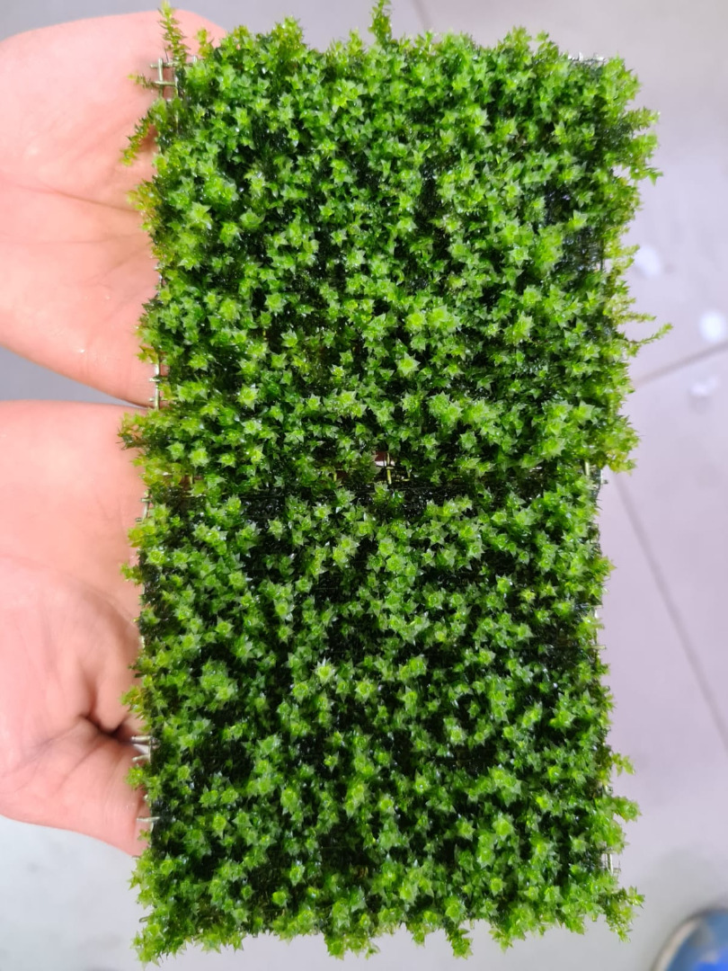 3x3 Cm Distichophyllum Maibarae Moss Tele Yeni SARIM