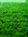 3x3 Cm Hookeriaceae Moss Tele ESKİ SARIM UZAMIŞ HALDE