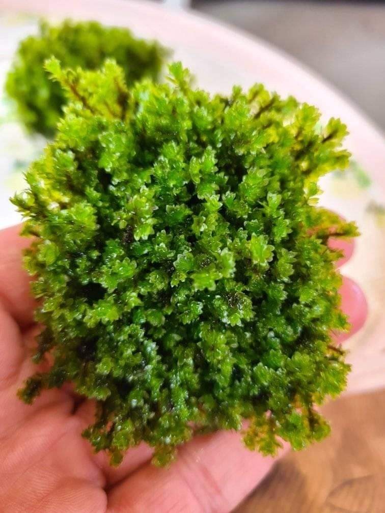 3x3 Cm Hookeriaceae Moss Tele Yeni SARIM