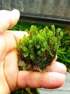 3x3 Cm Hookeriaceae Moss Tele Yeni SARIM