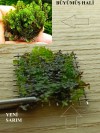 3x3 Cm Hookeriaceae Moss Tele Yeni SARIM