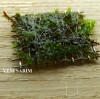 3x3 Cm Hookeriaceae Moss Tele ESKİ SARIM UZAMIŞ HALDE