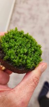 3x3 Cm Distichophyllum Maibarae Moss Tele Yeni SARIM