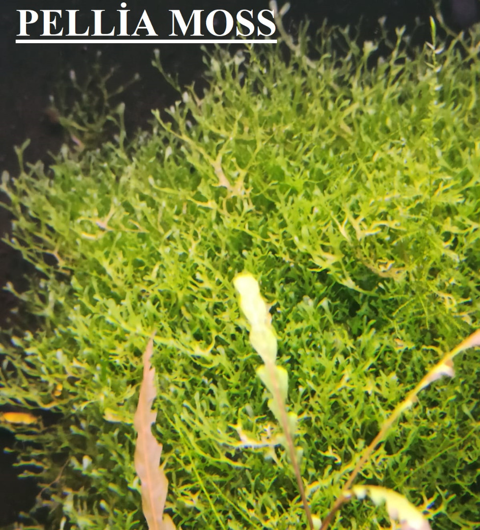 3x3 Cm Pellia Moss Pelia Tele Yeni SARIM