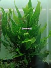 Microsorium Pteropus Java Fern 4-6 Yaprak Canlı Bitki