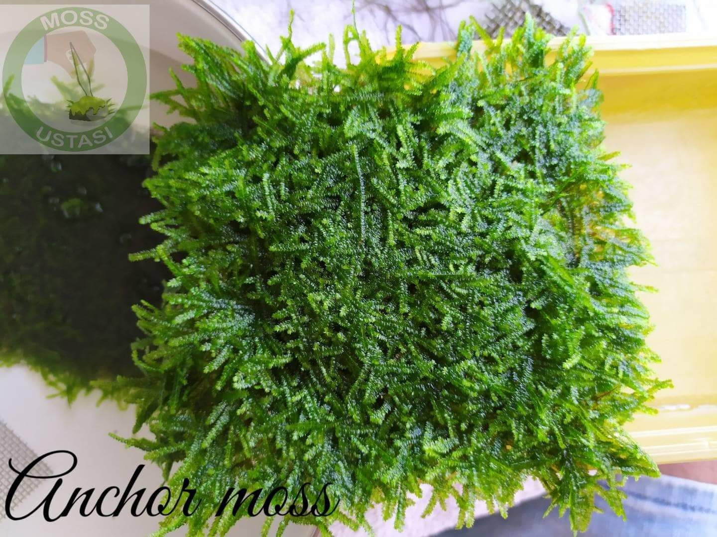 5x5 Cm Anchor Moss YENİ TELE SARILI