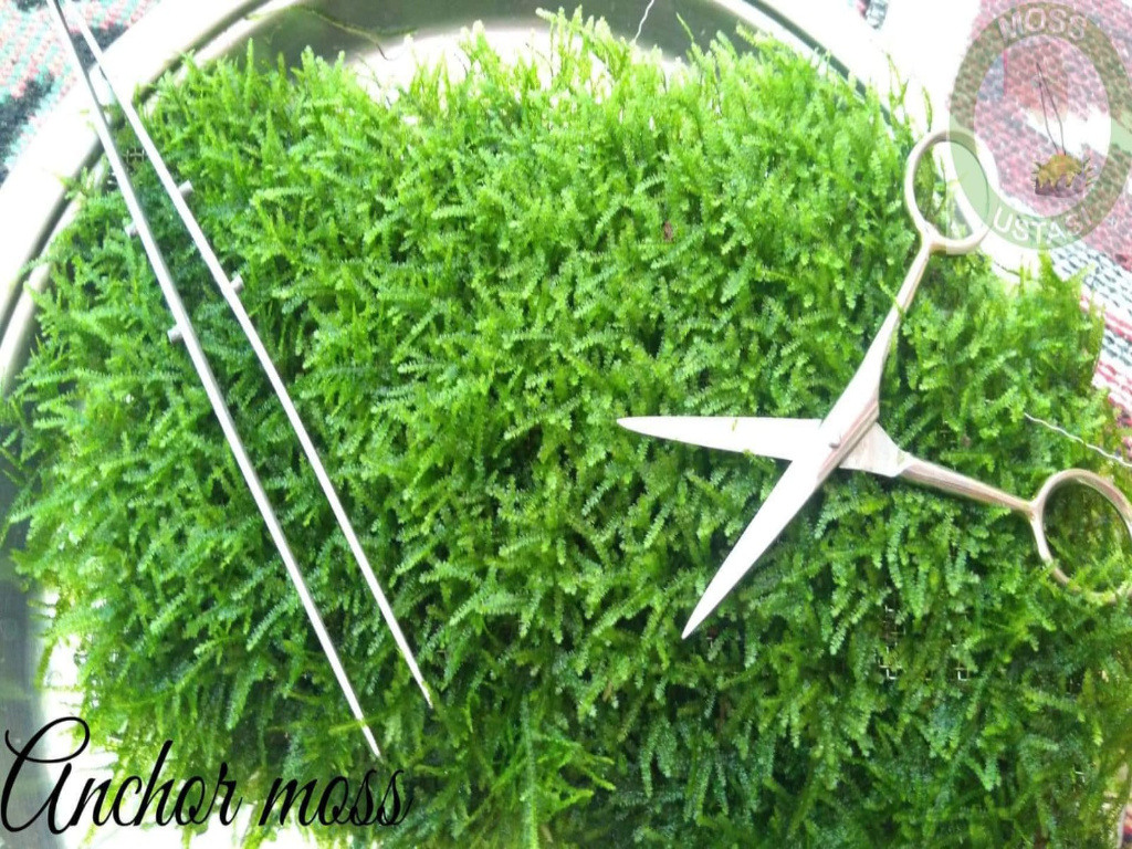 5x5 Cm Anchor Moss YENİ TELE SARILI