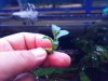 Anubias Nana Petite 4-5 Yapraklı Küçük Öbek Canlı Bitki