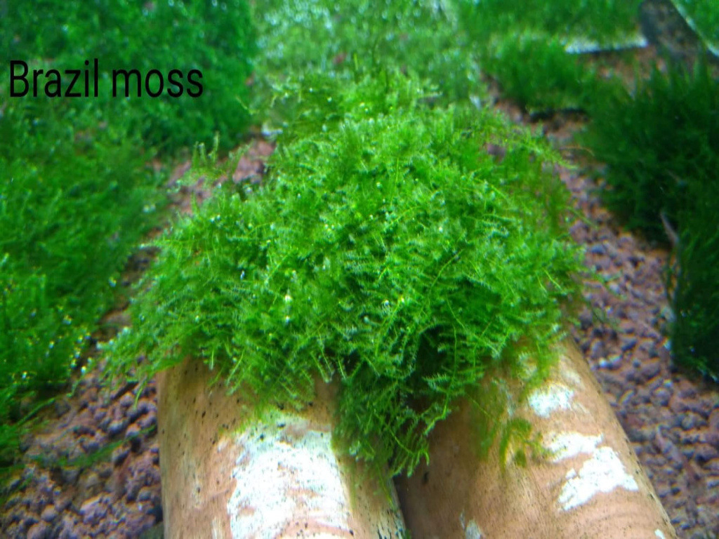 5x5 Cm Brazil Moss YENİ TELE SARIM