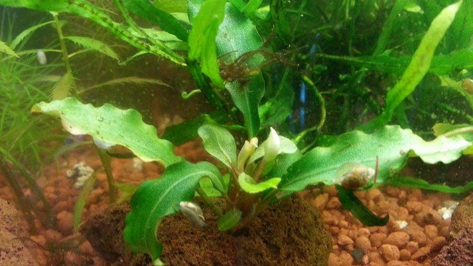 Bucephalandra Green Wavy Canlı Bitki 