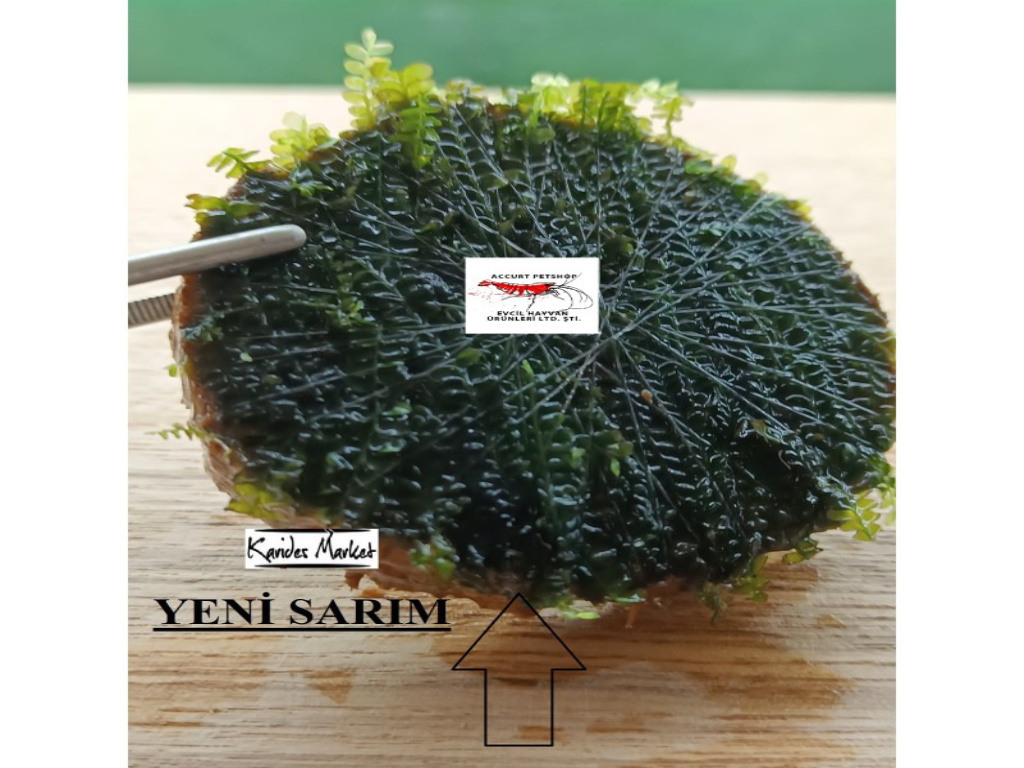 4-5 Cm Ağaç Diliminde Kütüğe Yeni Sarım Cameroon Moss Uygulama Tasarımı Canlı Bitki 