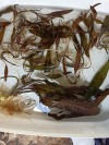 Cryptocoryne Species Özel Nadir Tür 1 Kök Canlı Bitki Köklü Anaç