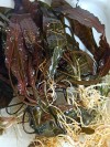 Cryptocoryne Species Özel Nadir Tür 1 Kök Canlı Bitki Köklü Anaç