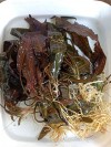 Cryptocoryne Species Özel Nadir Tür 1 Kök Canlı Bitki Köklü Anaç