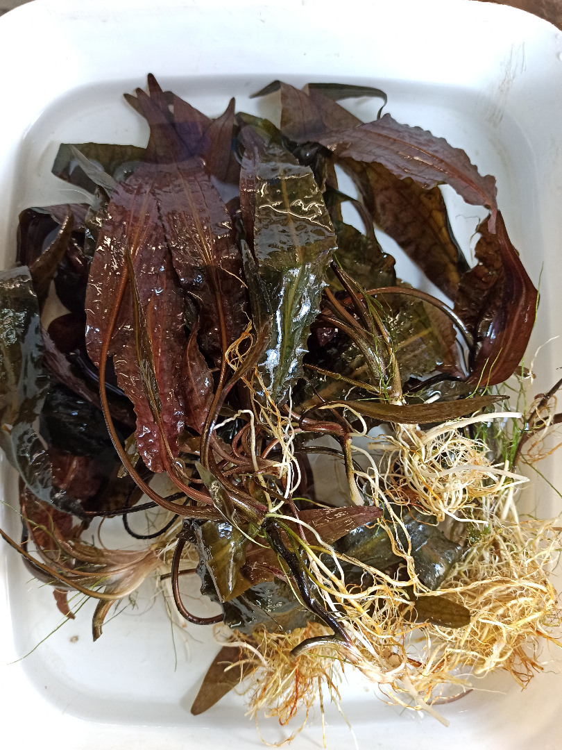 Cryptocoryne Species Özel Nadir Tür 1 Kök Canlı Bitki Köklü Anaç