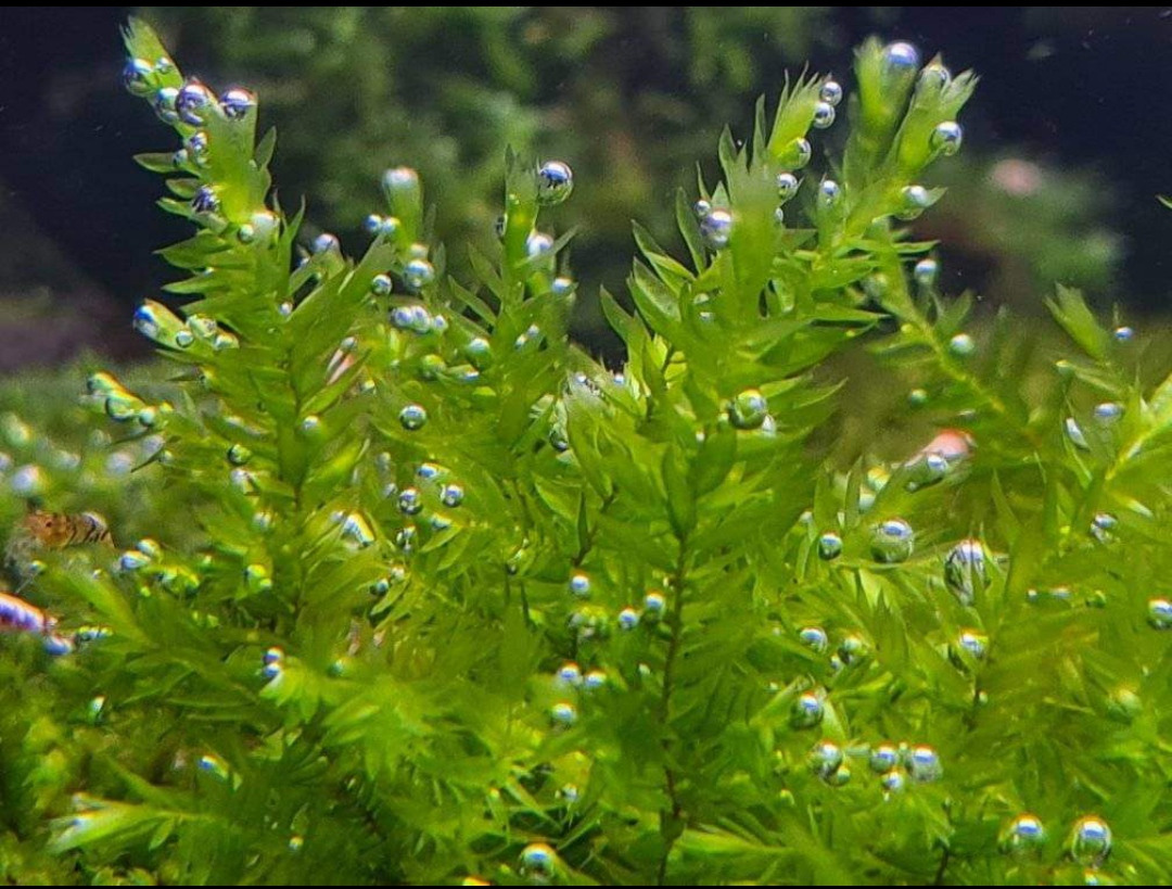 4-5 Cm Ağaç Diliminde Kütüğe Yeni Sarım Willow Moss Uygulama Tasarımı Canlı Bitki