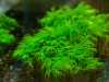 3x3 Cm Fissidens Fontanus Moss YENİ TELE SARILI