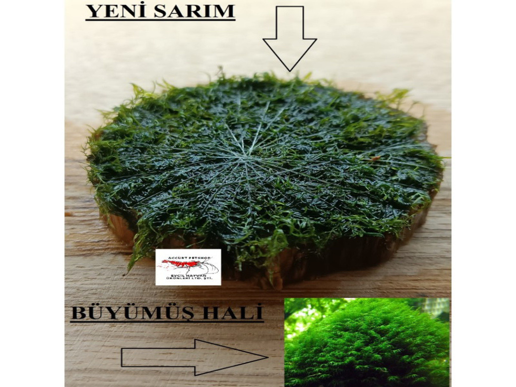 4-5 Cm Ağaç Diliminde Kütüğe Yeni Sarım Fissidens Fontanus Moss Uygulama Tasarımı Canlı Bitki 