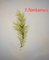 3x3 Cm Fissidens Fontanus Moss YENİ TELE SARILI