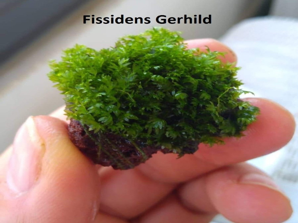 Lav kayasında Fissidens Sp. " Gerhild " Moss Nadir Tür