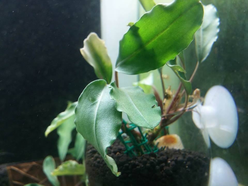 Bucephalandra Green Achilles NADİR TÜR Canlı Bitki