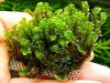 3x3 Cm Hookeriaceae Moss Tele Yeni SARIM