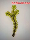 3x3 Cm Hookeriaceae Moss Tele ESKİ SARIM UZAMIŞ HALDE